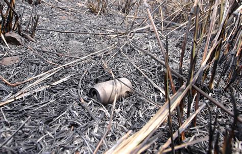 FOTOS: Así quedó el área quemada del Parque Lorne Ross, en Santa Ana | La Nación