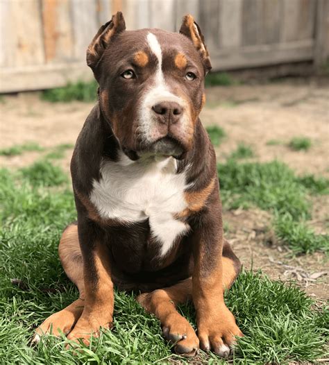 Tri Color Fawn Pitbulls