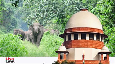 'Local Issues Best Dealt With By High Courts': Supreme Court Remarks On ...