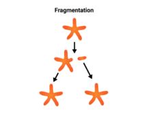 Image result for Fragmentation Def