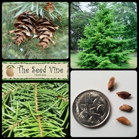 Pseudotsuga menziesii - Douglas Fir - The Seed Vine
