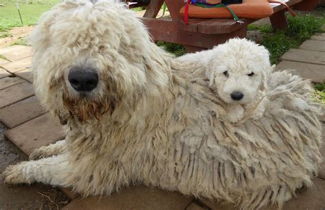 Famous Komondor Breeders Near Me 2022 - Kinds of puppies