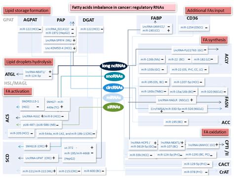 Non-Coding and Regulatory RNAs as Epigenetic Remodelers of Fatty Acid ...