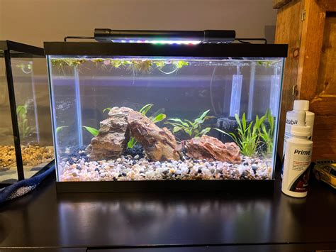 What Fish Can Go in a 5-Gallon Tank: Your Ultimate Guide - Animalyour
