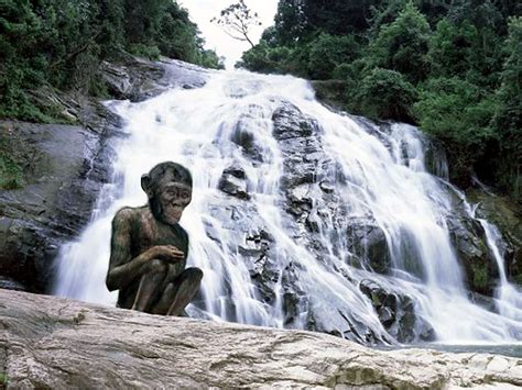 Australopithecus Documentary 的图像结果