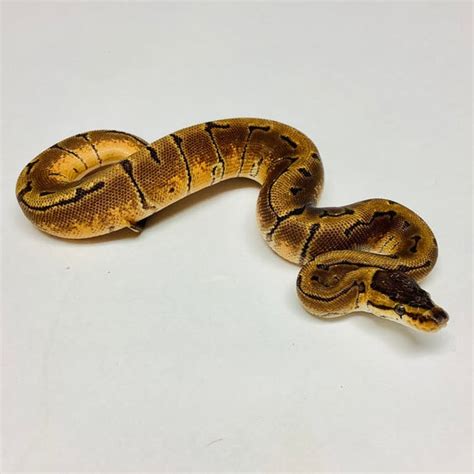 Image result for Enchi Pinstripe Ball Python