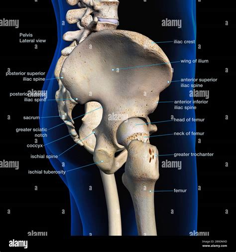 Lateral view of male pelvis, hip, and leg bones labeled on a black background Stock Photo - Alamy