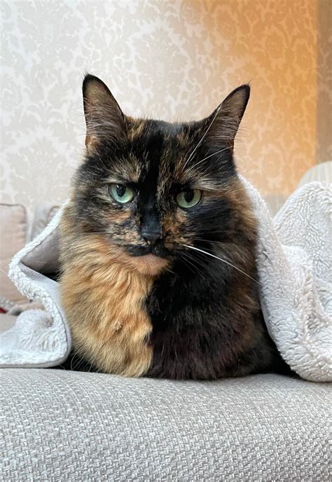 Pet Portrait Artists