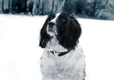 All Springer Spaniel Colours + Pictures - Spaniel Advisor