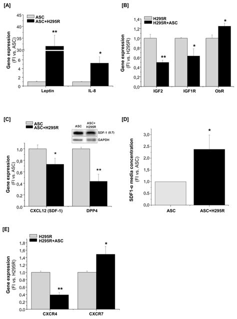 The Adipose Stem Cell as a Novel Metabolic Actor in Adrenocortical ...
