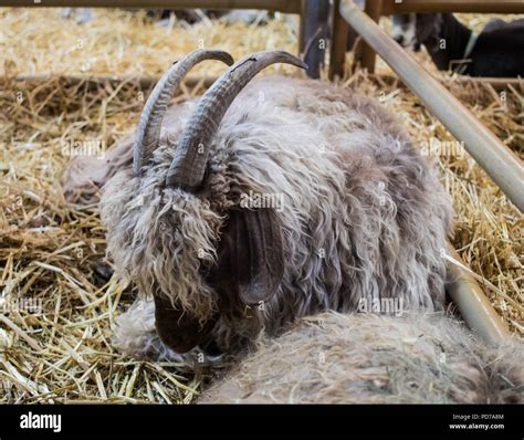 An angora goat on display at the 2018 Deschutes County Fair Stock Photo ...
