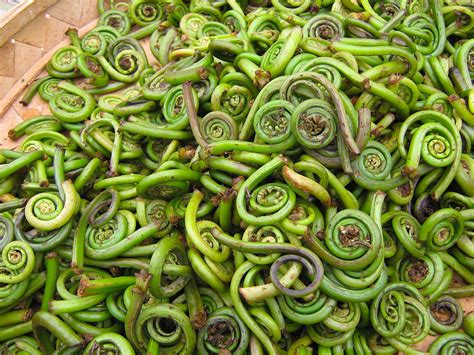 Alaska Magazine | Fiddlehead Fern Recipe