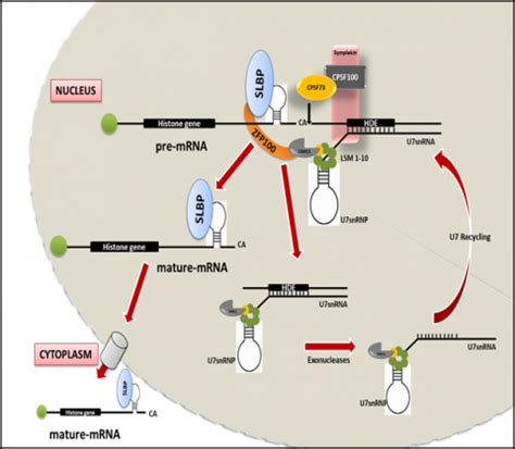Advanced Centre for Treatment Research & Education in Cancer | Histone ...