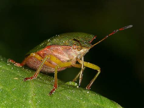 Ploštice (Heteroptera) - Bobův fotoblog