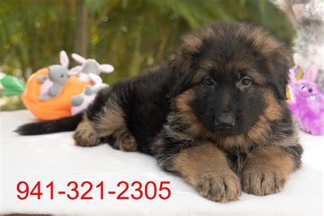 Where To Buy Cheap German Shepherd Puppies at Paul Boldt blog