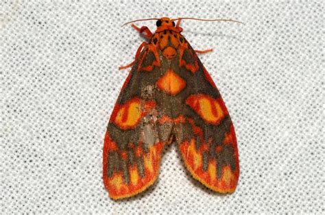 Floridasura tricolor | Moths