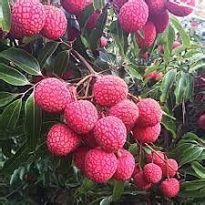 Uniquetree Baitaying Lychee Live Plant (Thai Variety Healthy Rare Plant ...