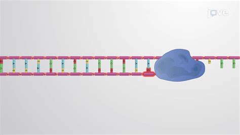 Animation DNA Replication Steps 的图像结果