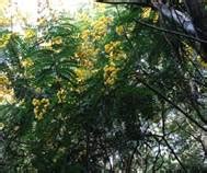TREE SPECIES FOR PLANTING AT THE SIDES AND MEDIAN OF THE ROADS IN BENGALURU