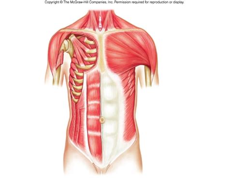 Scapular Muscle 的图像结果