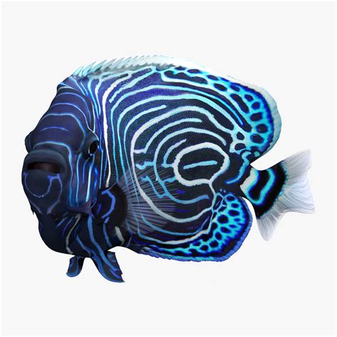 3D Emperor Angelfish Rigged for Maya model | 3D Molier International