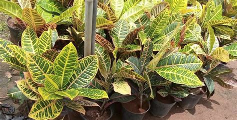 Get Plants From Prabhanjan Horticulture | LBB, Chennai