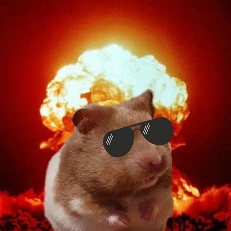 Image result for Dwarf Hamster Exploding MP4
