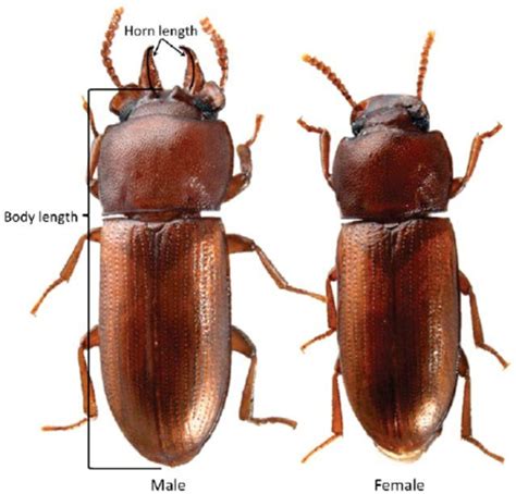Male and female cockroaches can be distinguished externally by - Brainly.in
