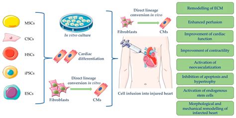 Stem Cells: The Game Changers of Human Cardiac Disease Modelling and ...
