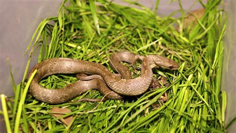 Otkrivena nova vrsta zmije: Ponašanjem se razlikuje od drugih - Dnevnik.in