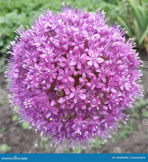 Big Purple Ball. Cute Flower. Stock Photo - Image of crying, design ...