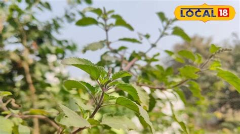 તમારા ઘરમાં રહેલા આ છોડના પત્તાથી બ્લડ શુગર, હાર્ટ અને બીપીની સમસ્યા ...