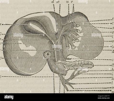 Glisson capsule hi-res stock photography and images - Alamy
