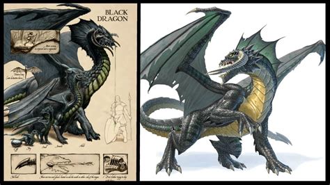 Dungeons and Dragons Lore: Black Dragon Lore - YouTube