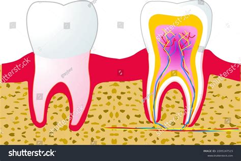 Image result for Tooth Structures
