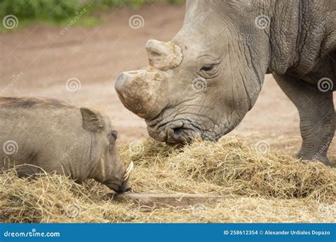 Rhino Eating Grass in an Animal Reserve Stock Photo - Image of ...