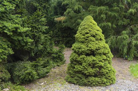 How to Grow and Care for Dwarf Alberta Spruce Shrubs