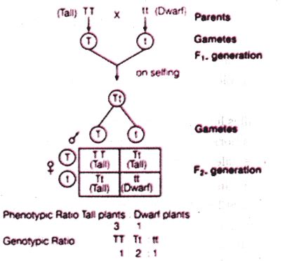 ap scert 10th class Biology Lesson 8 Heredity