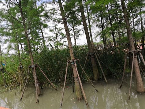 森林漂流+森境光影，今年清远森波拉玩法升级！两天一夜游玩攻略