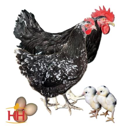 Image result for Black Java Chicks