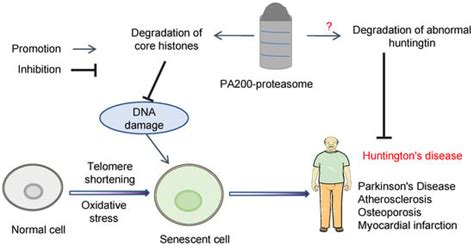 PA200-Mediated Proteasomal Protein Degradation and Regulation of ...