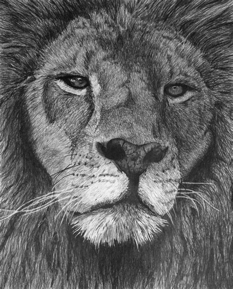 Lion Drawing Tutorial 的图像结果