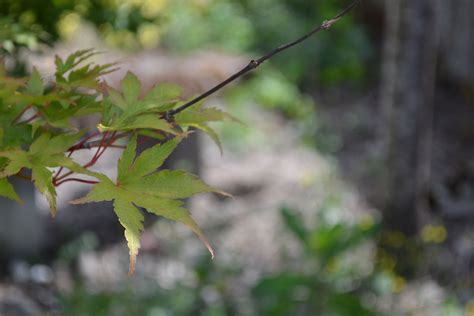 Compost/Soil 的图像结果