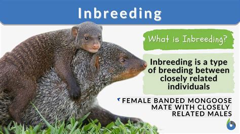 Inbred Humans