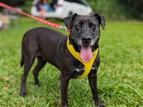 Kauai Humane Society over capacity with hopes upcoming event will ...