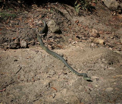 Diamond Python Care 的图像结果