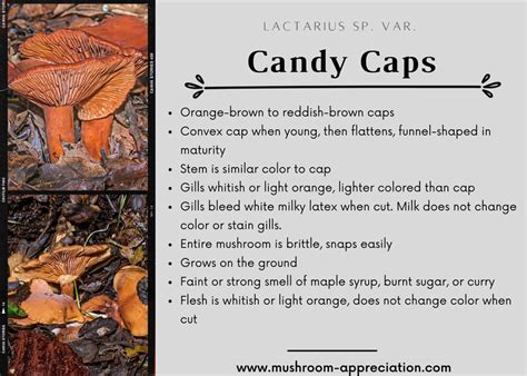 Guide To Candy Caps: The Maple Syrup Mushroom - Mushroom Appreciation