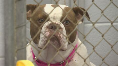 Huntsville Animal Shelter overcrowded with over 200 pets in need ...