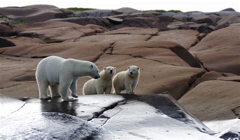 Polar Bears & Beluga Whales - Alumni Association of the University of ...