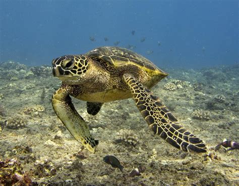 HONU HAWAIIAN DIVING (2026) All You Need to Know BEFORE You Go (with ...